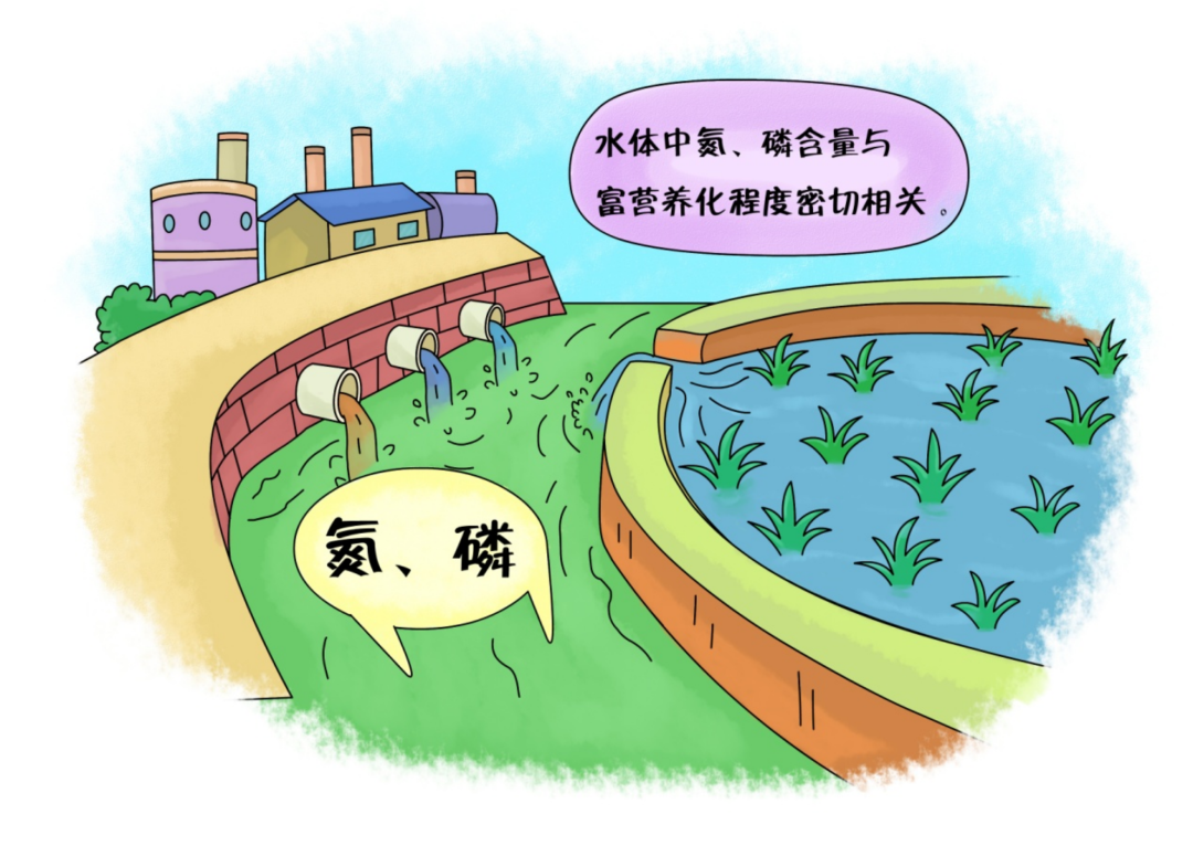 如何減少水體中氮、磷污染的含量