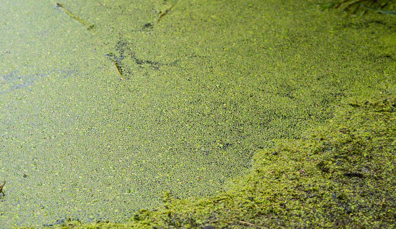 總氮測(cè)定儀快速“診斷”水體富營(yíng)養(yǎng)化