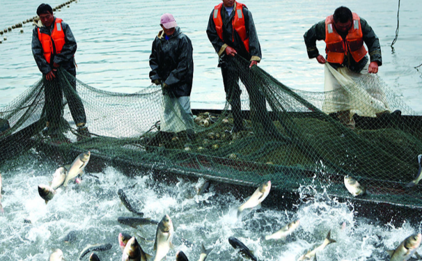 魚塘水質(zhì)核心指標(biāo)及管理邏輯